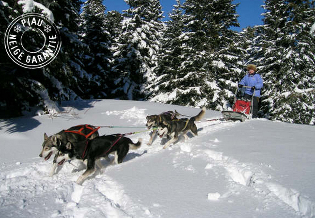 traineau à chien