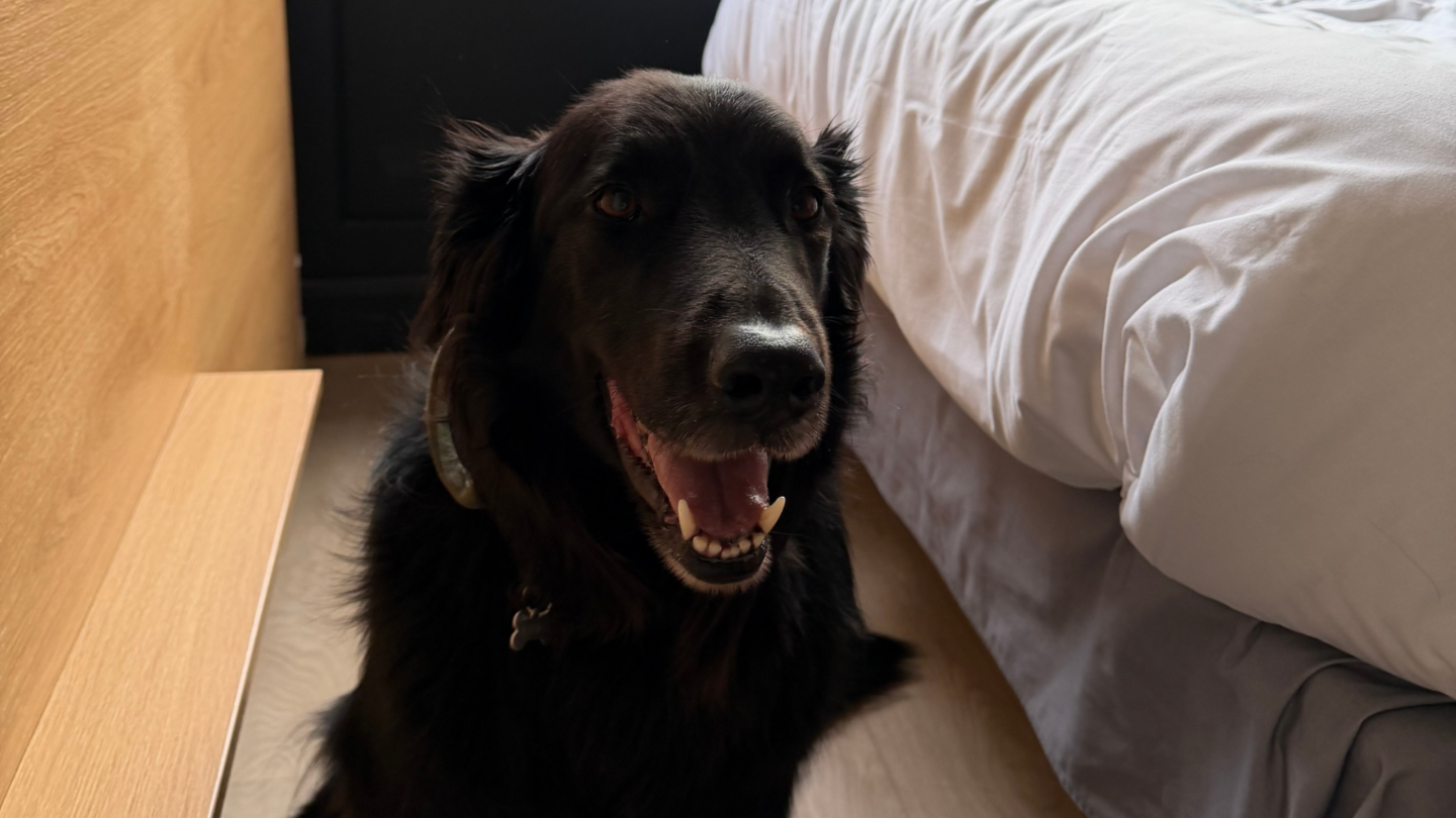 chien accepté dans les chambres privatives